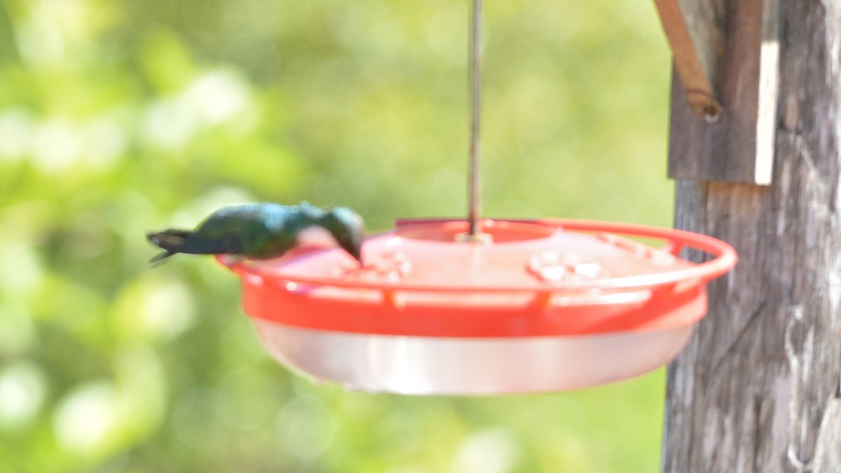 White-throated Hummingbird - ML644263035