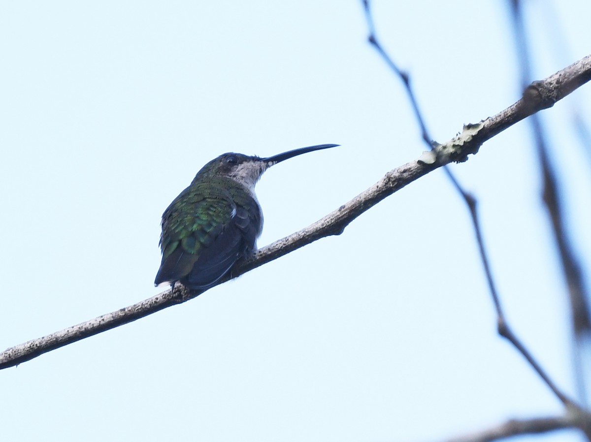 Hispaniolan Mango - ML644263047