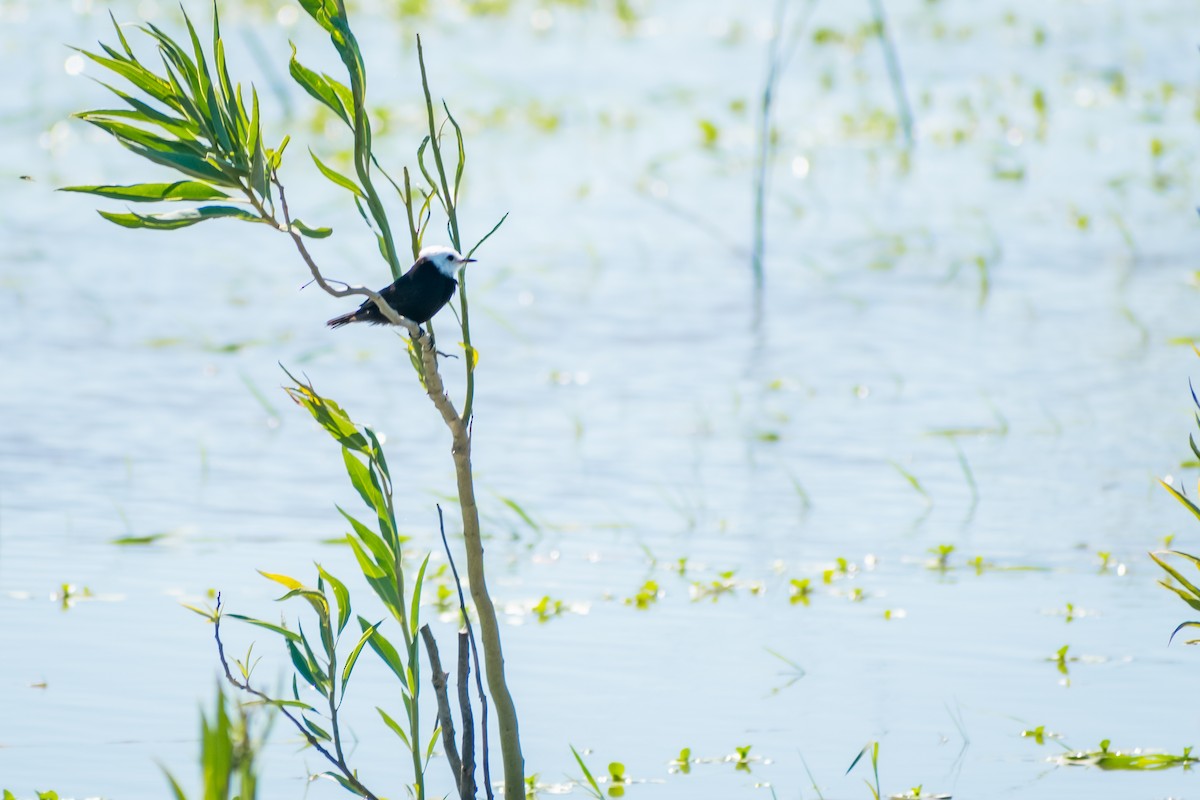 White-headed Marsh Tyrant - ML644263048