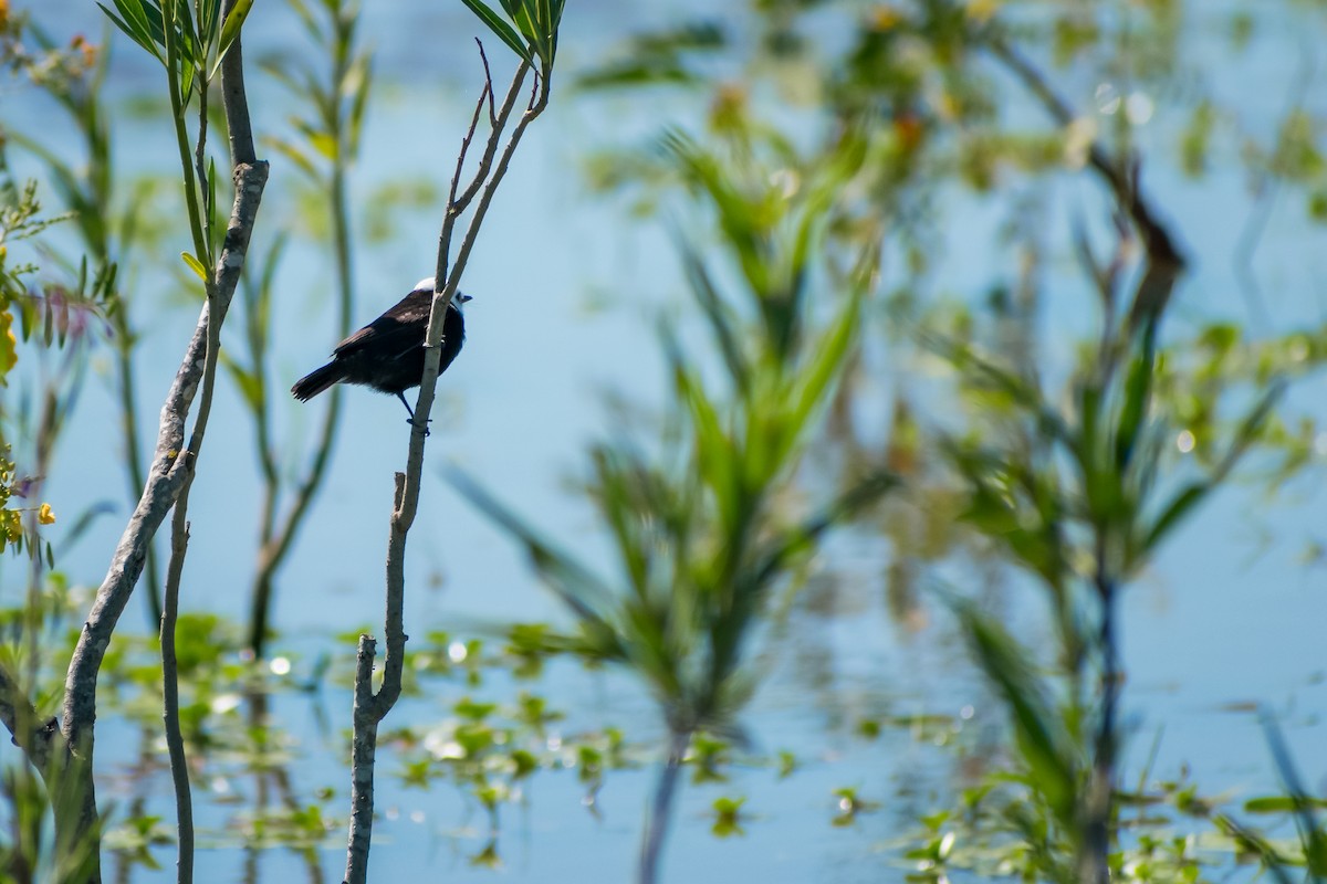 White-headed Marsh Tyrant - ML644263049