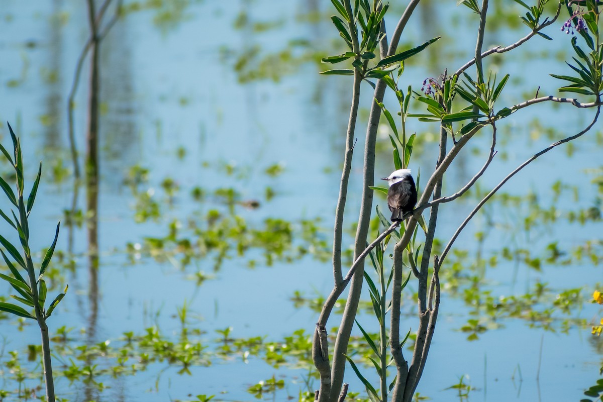 White-headed Marsh Tyrant - ML644263050
