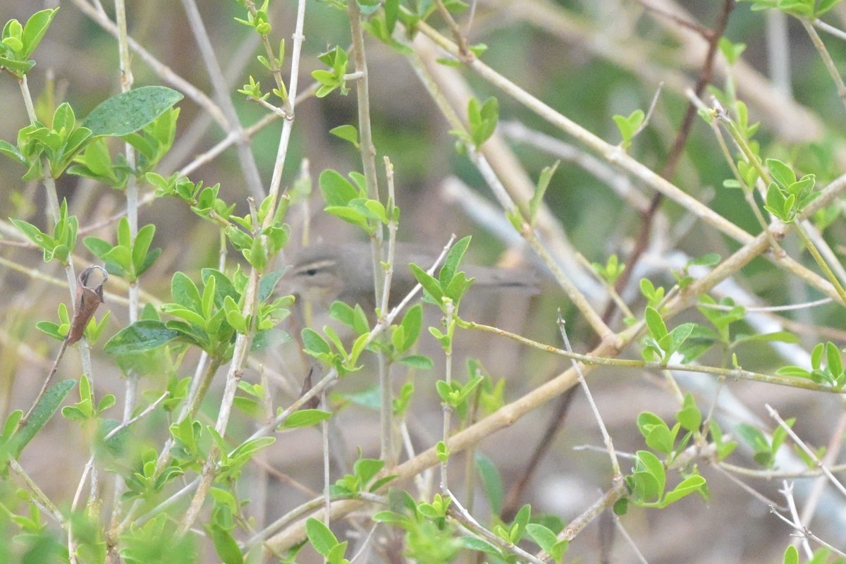 Бүхт дууч шувуу - ML644263056