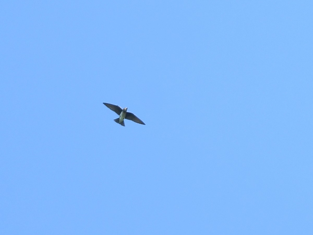 Caribbean Martin - ML644263059