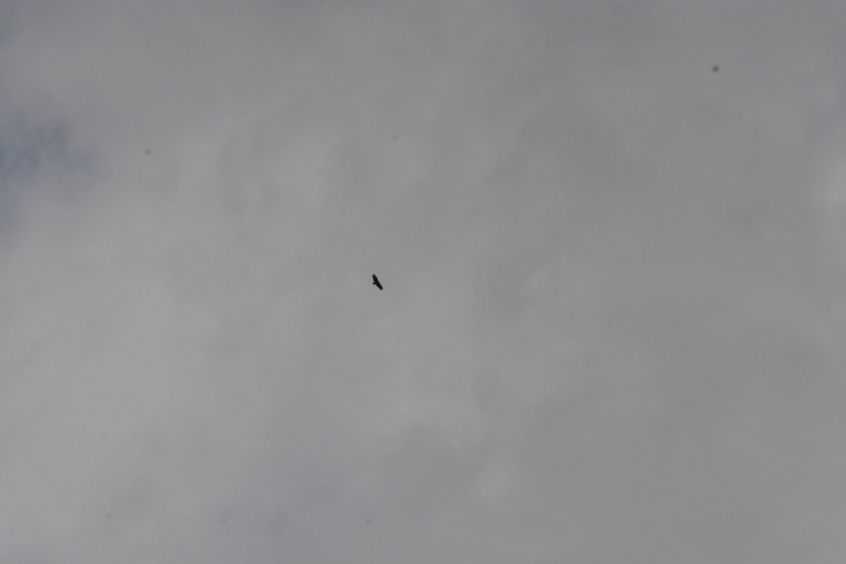 Truthahngeier - ML644263062