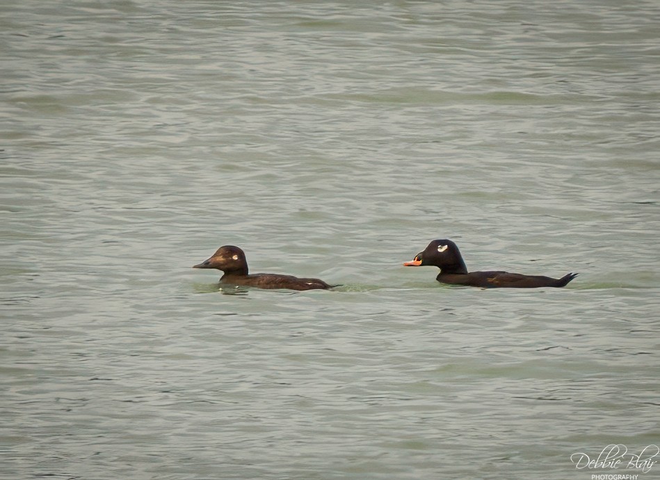 White-winged Scoter - ML644263064