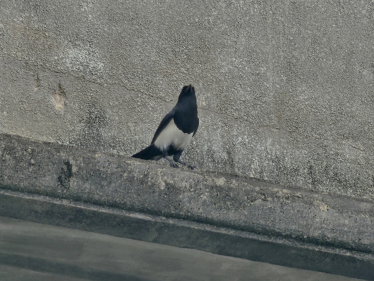 Oriental Magpie - ML644263070