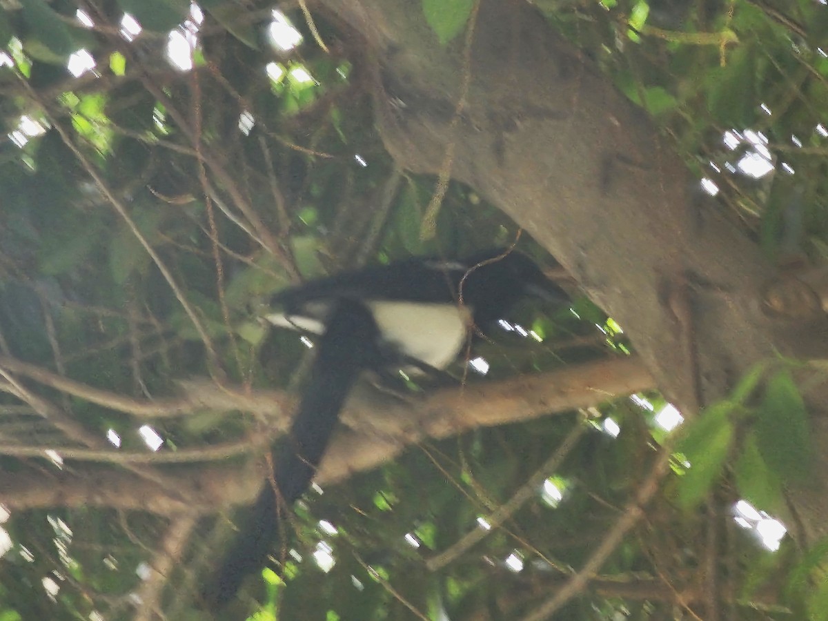 Oriental Magpie - ML644263071