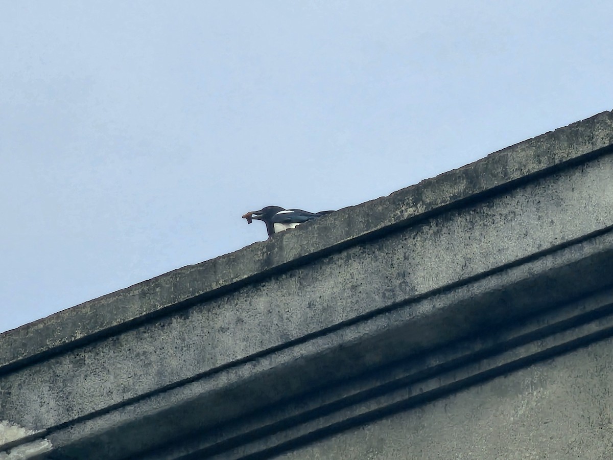 Oriental Magpie - ML644263072