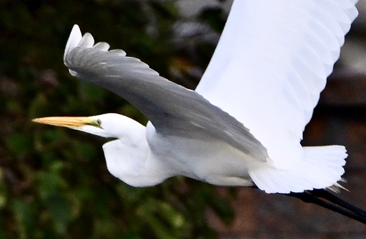 Great Egret - ML644263073