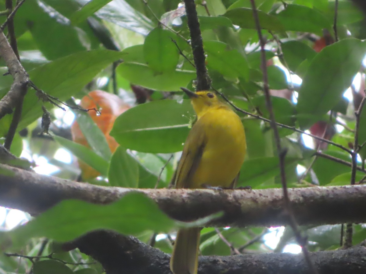 Yellow-browed Bulbul - ML644263077