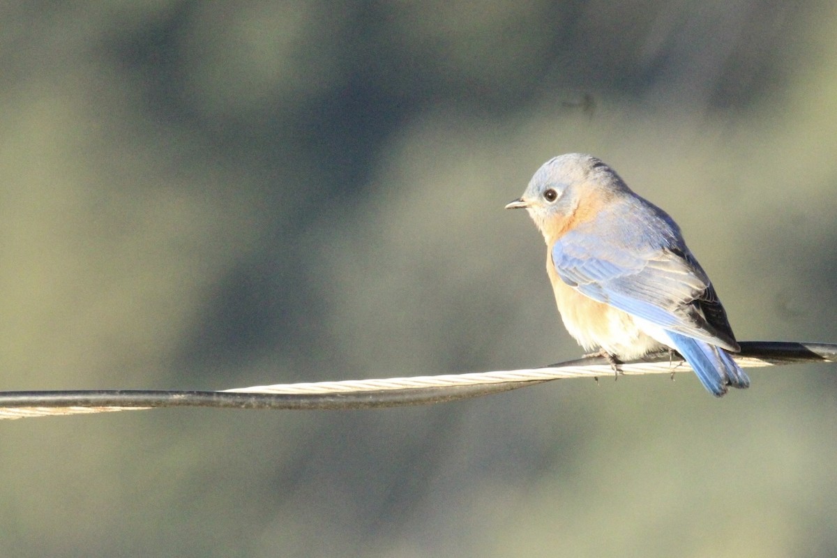 Eastern Bluebird (Mexican) - ML644263082