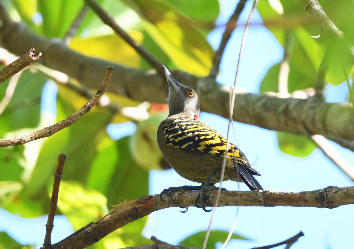 Hispaniolan Woodpecker - ML644263083