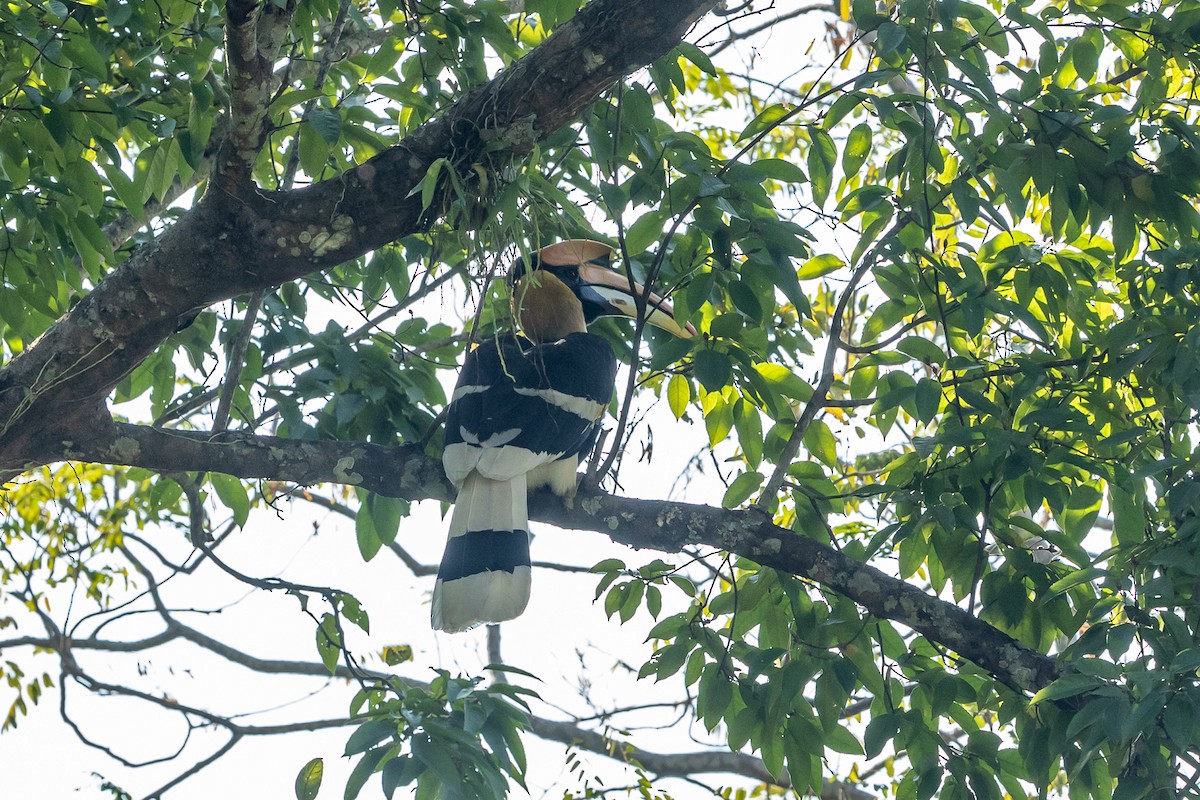 Great Hornbill - ML644263085