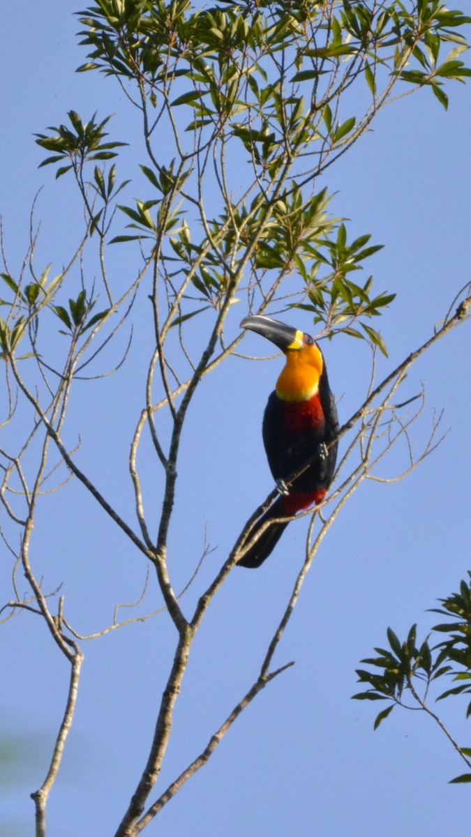 Dotterkehltukan - ML644263093