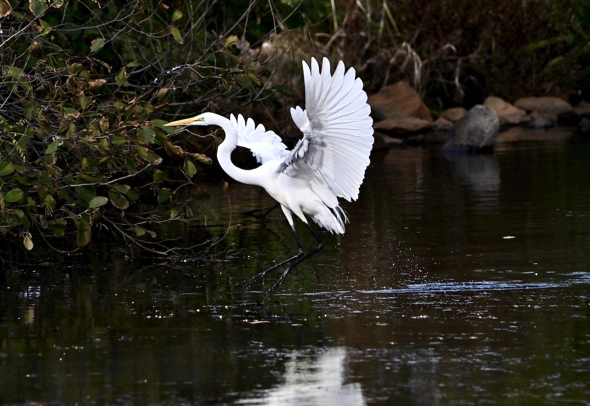 Great Egret - ML644263094