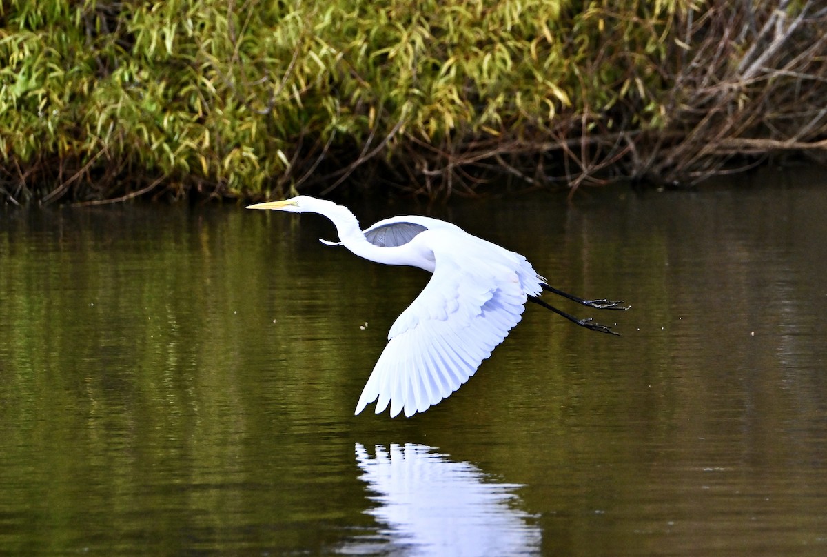 Great Egret - ML644263095