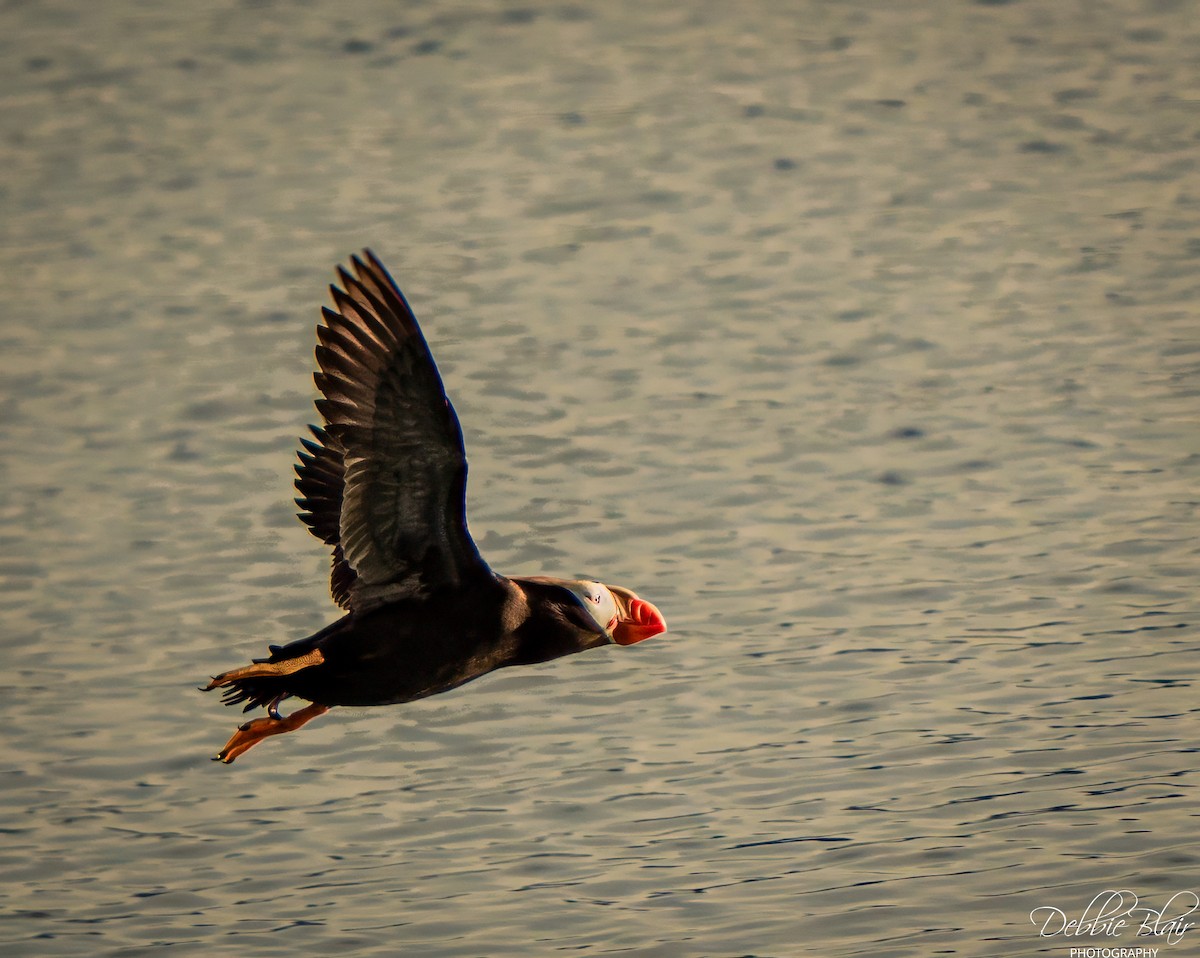 Tufted Puffin - ML644263096