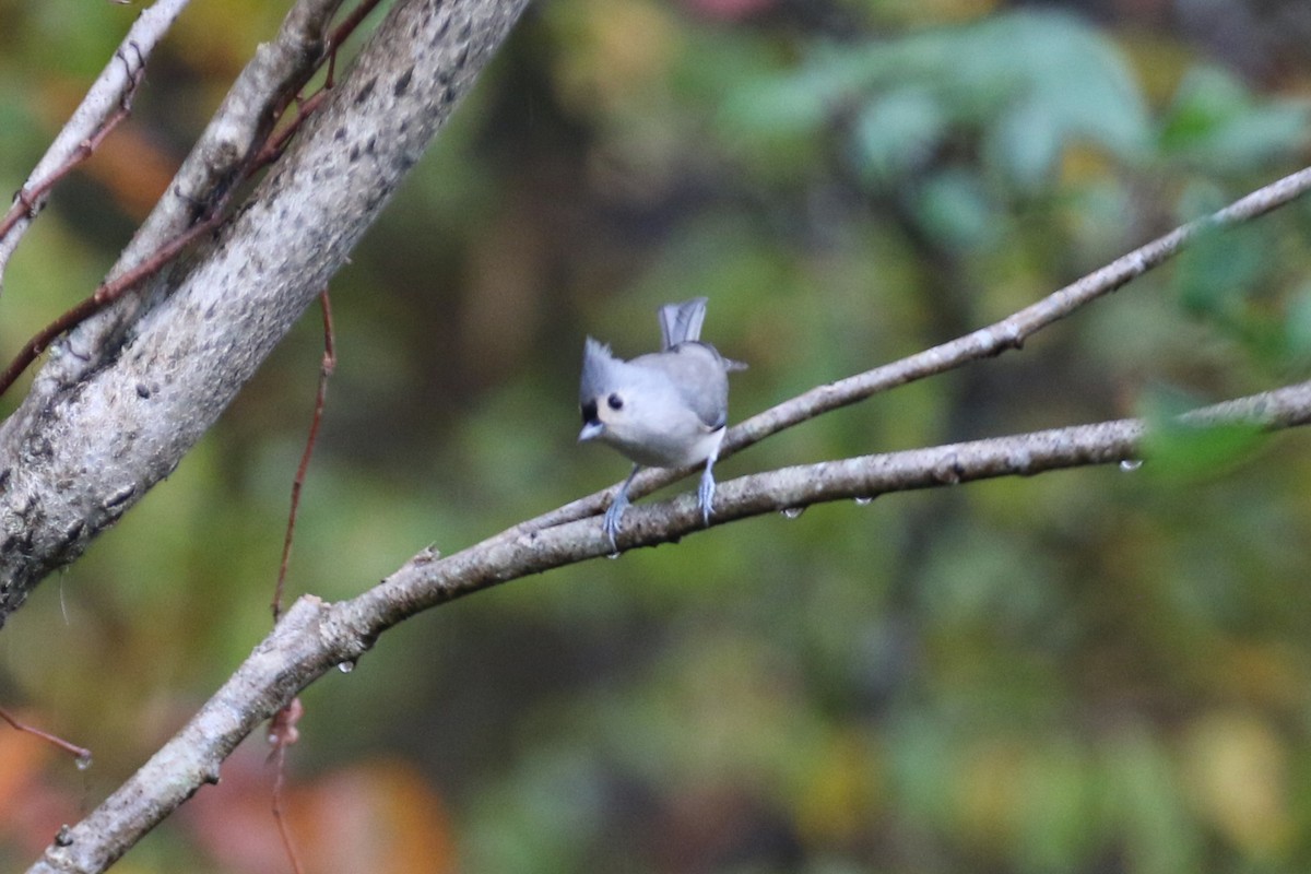 Tufted Titmouse - ML644263097