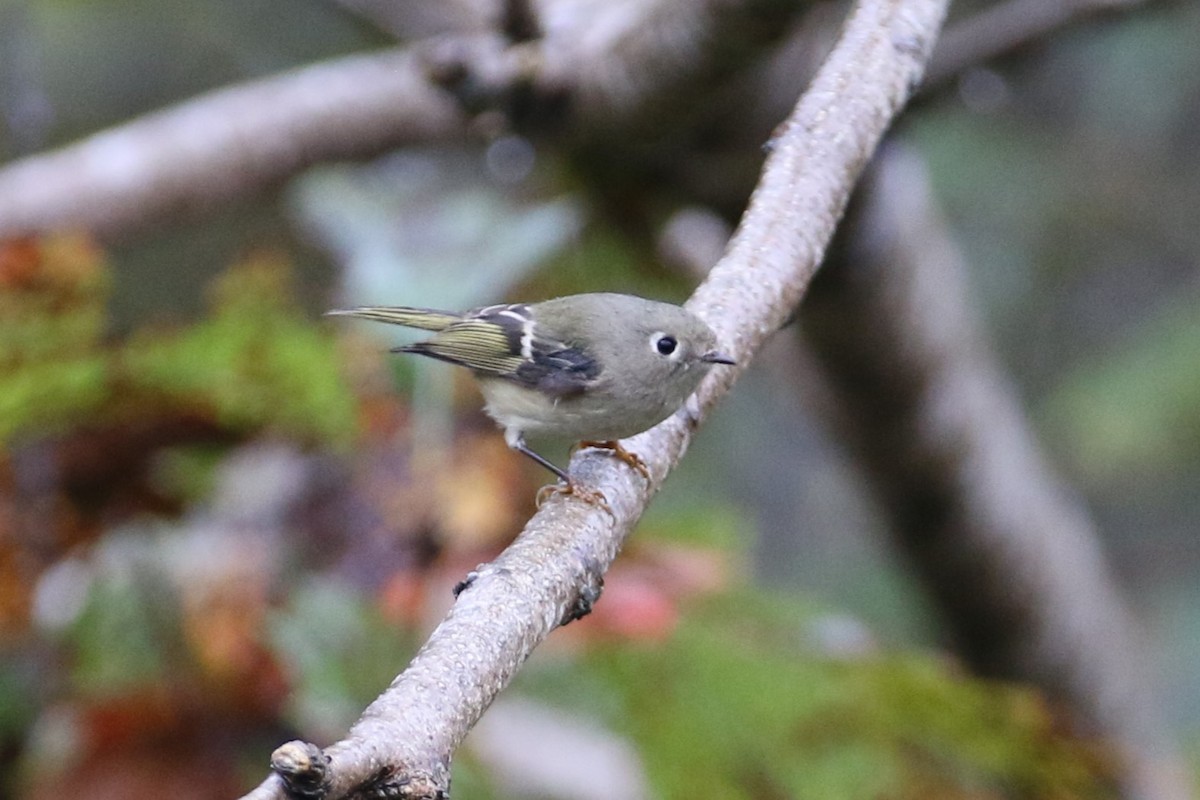 Ruby-crowned Kinglet - ML644263103