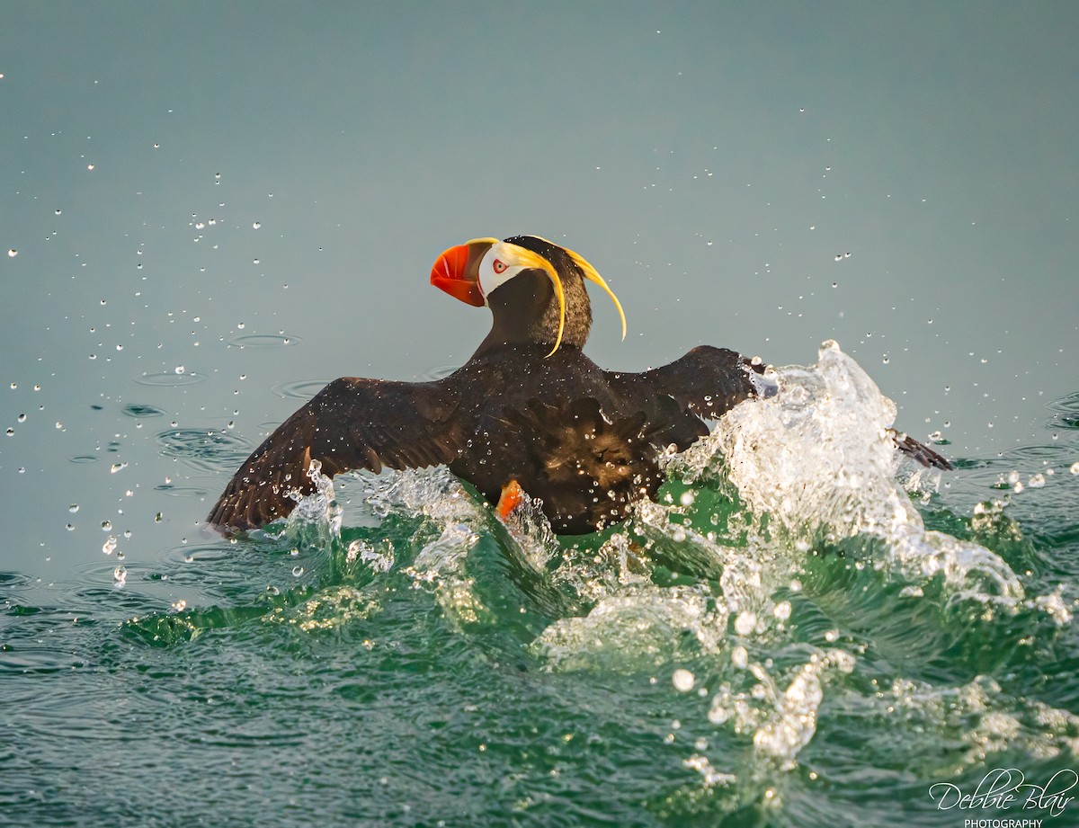 Tufted Puffin - ML644263104