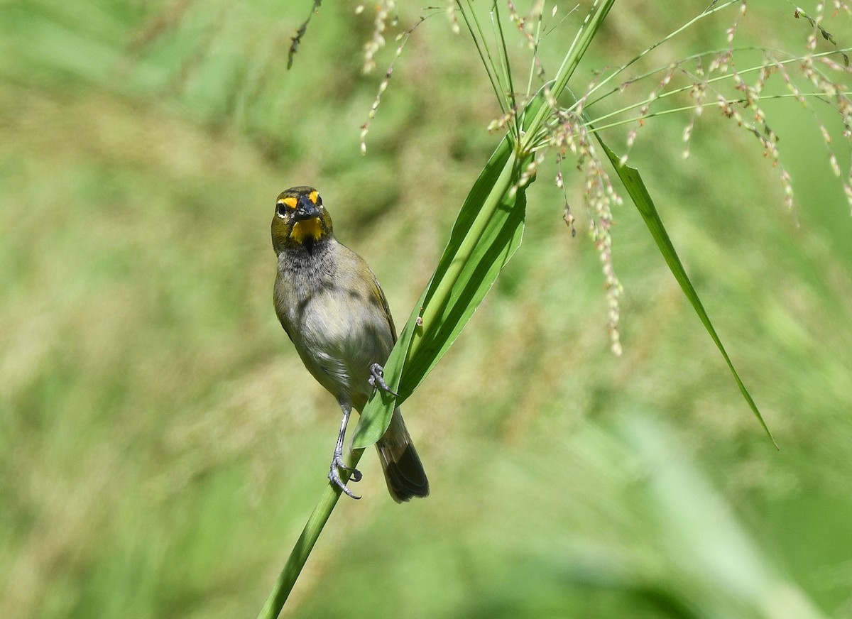 Yellow-faced Grassquit - ML644263106