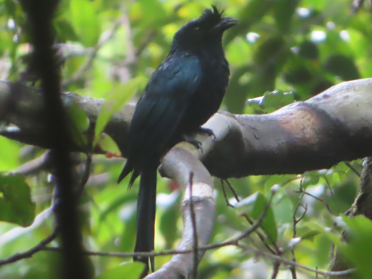 Sri Lanka Drongo - ML644263109
