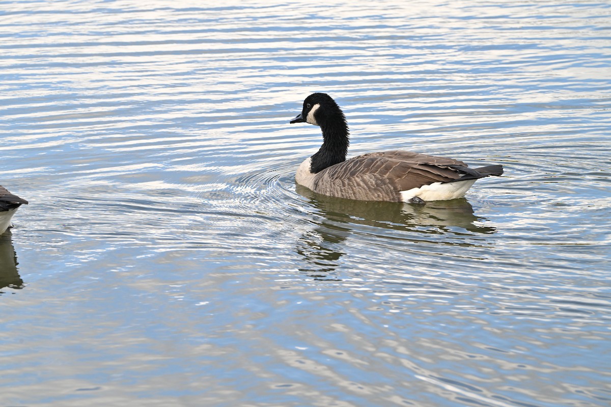 Canada Goose - ML644263110