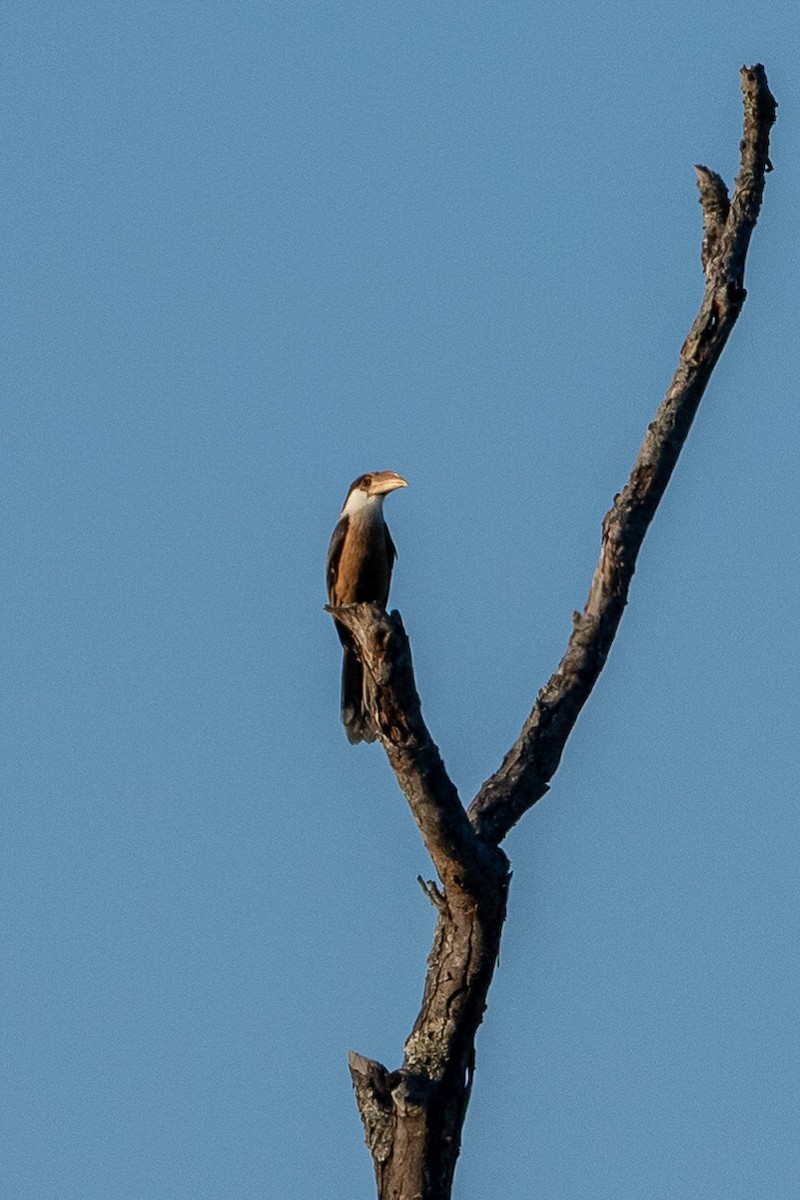 Калао білощокий - ML644263118