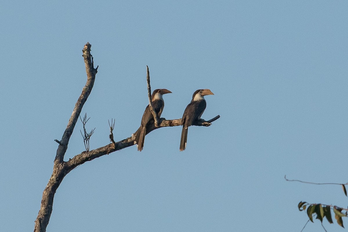 Калао білощокий - ML644263119