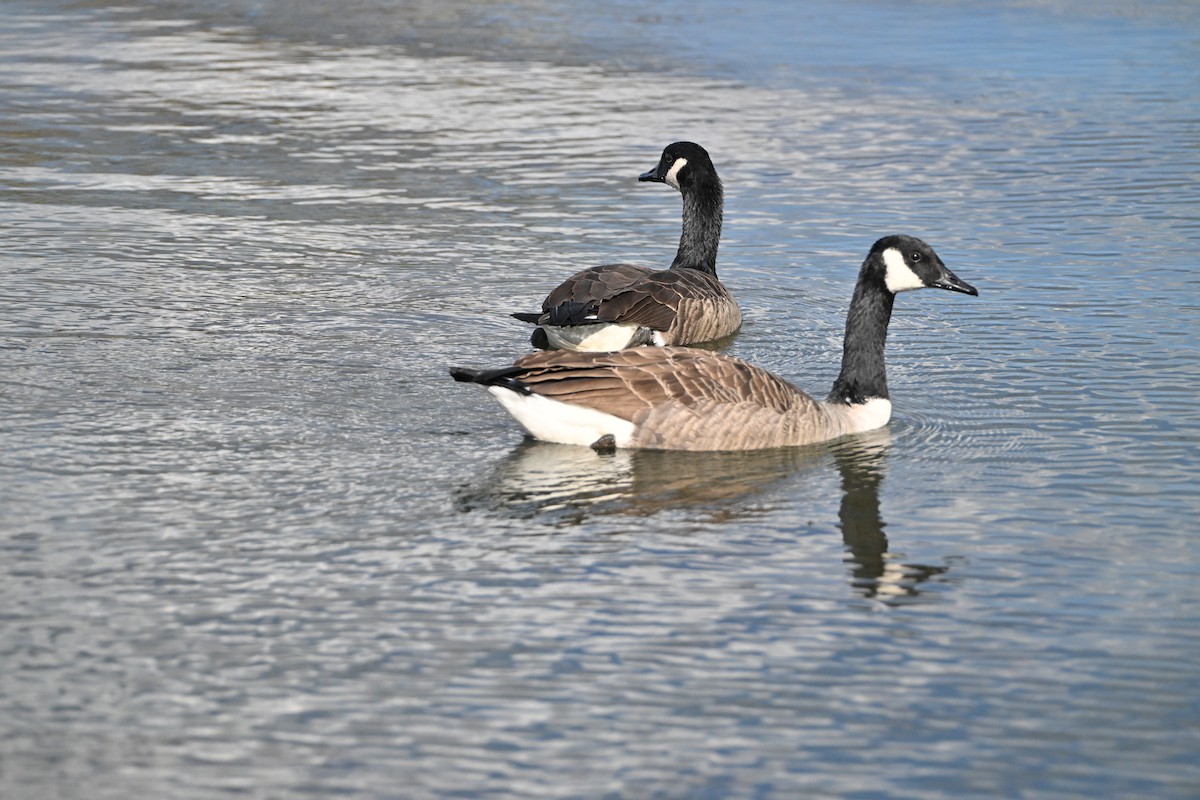 Canada Goose - ML644263122