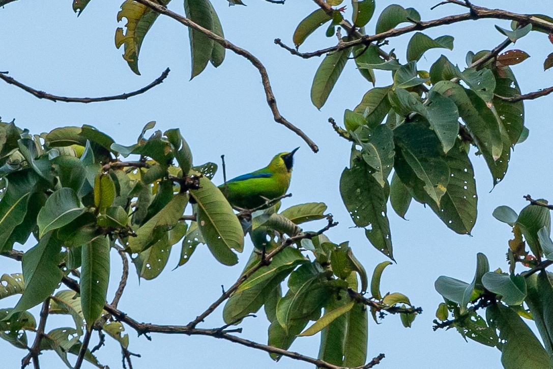 Blue-winged Leafbird - ML644263128