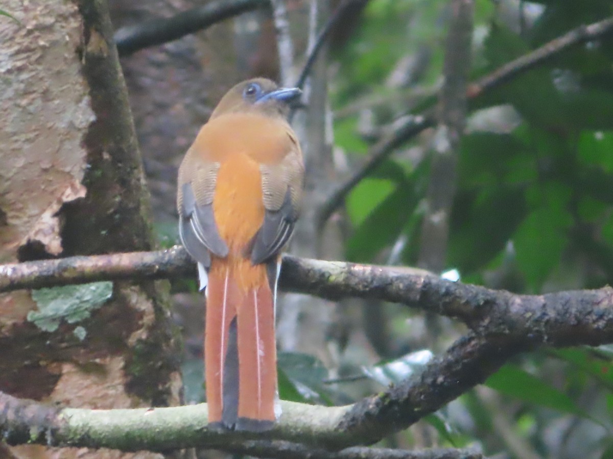 Malabar Trogon - ML644263129