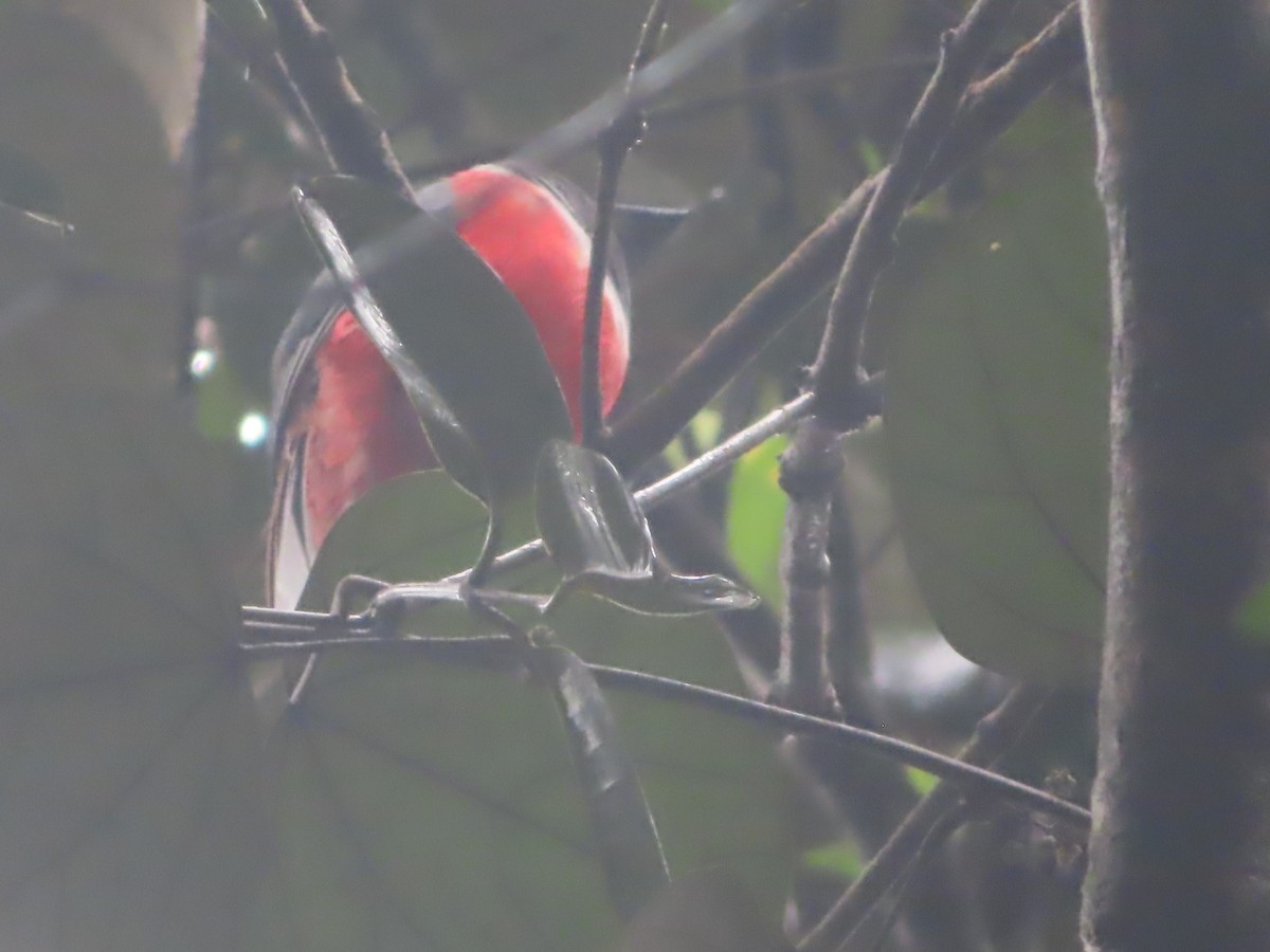 Malabar Trogon - ML644263130