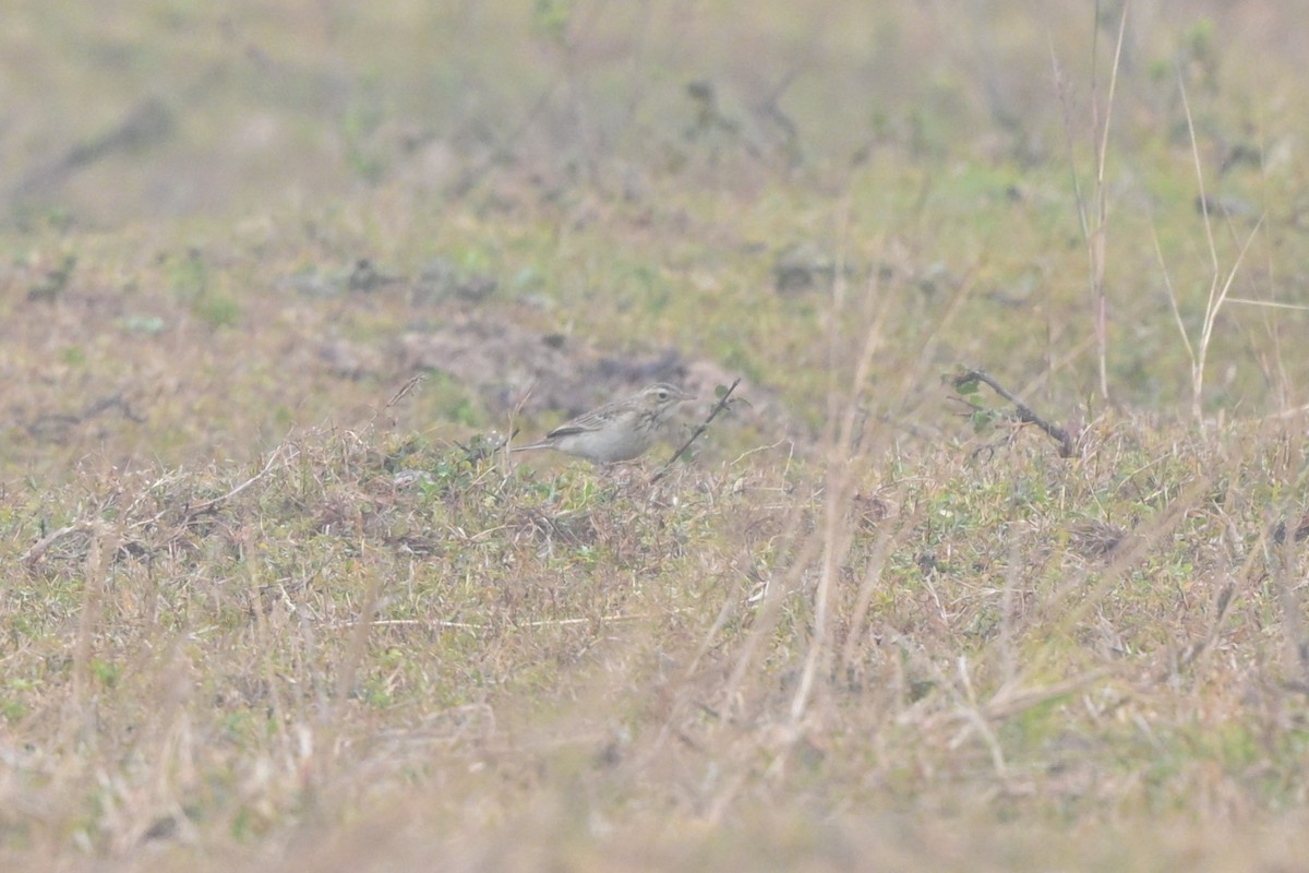 Bisbita de Richard - ML644263140