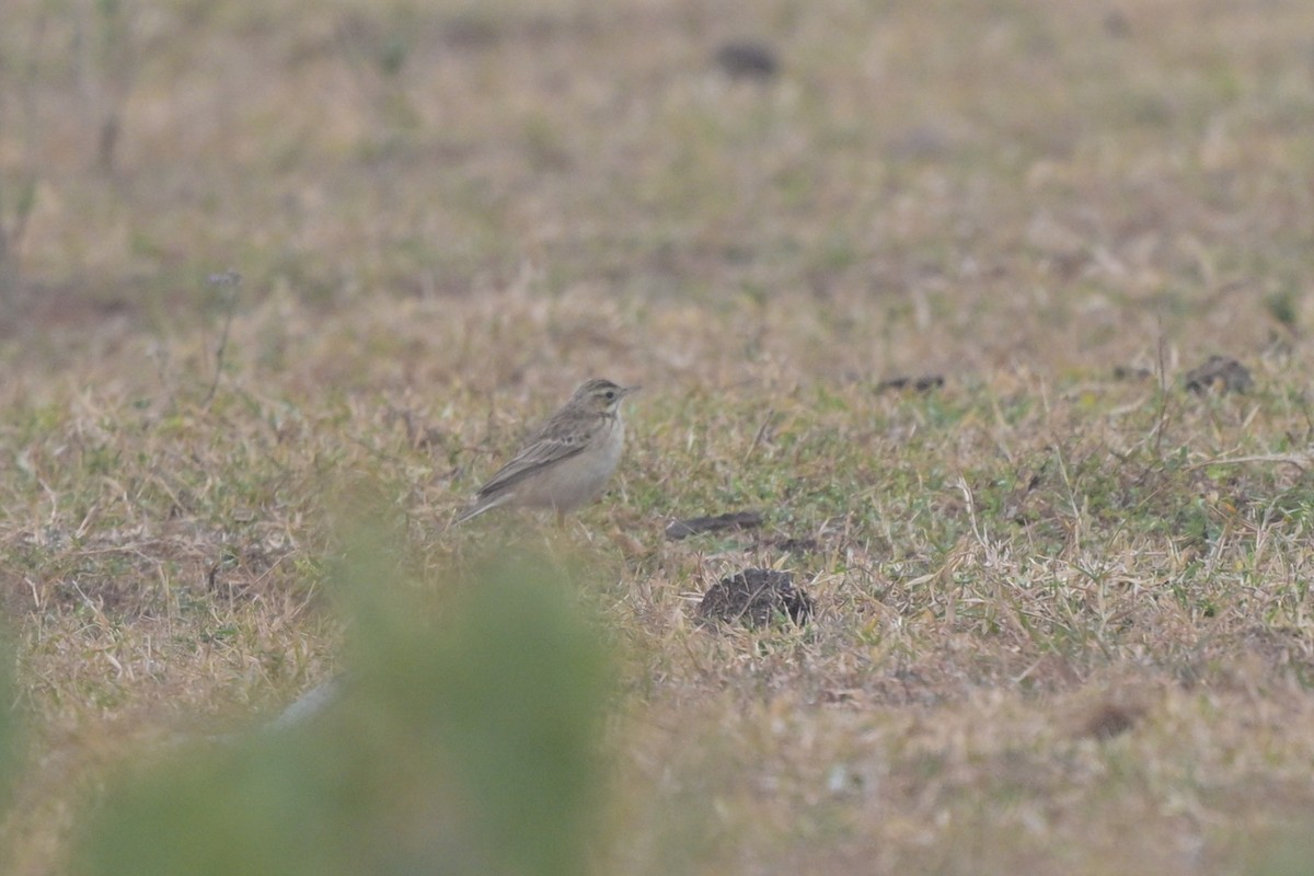 Bisbita de Richard - ML644263141