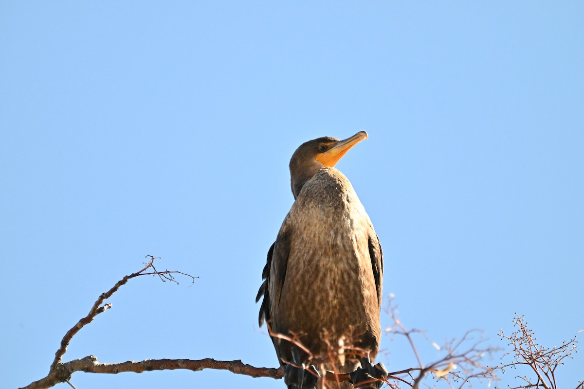 Double-crested Cormorant - ML644263142