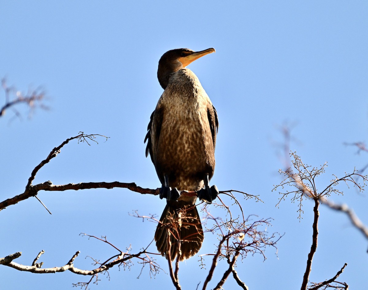 Double-crested Cormorant - ML644263144