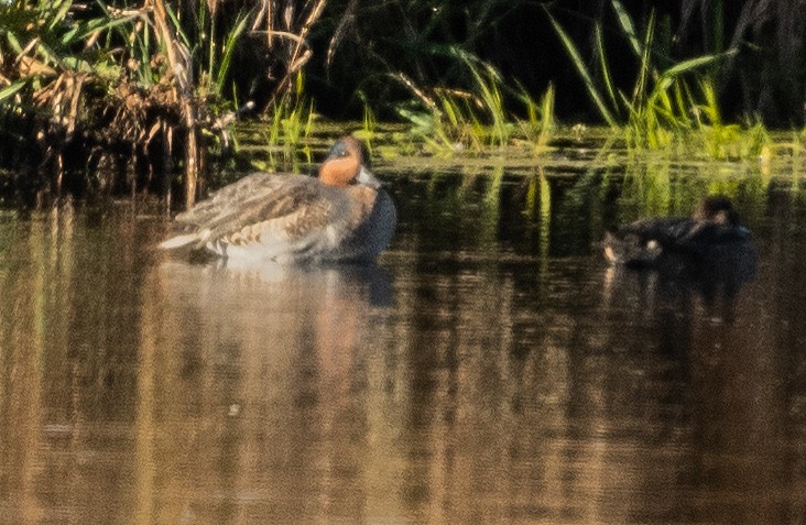 Green-winged Teal - ML644263148