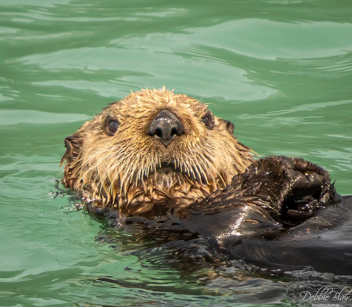 Mammals - ML644263149