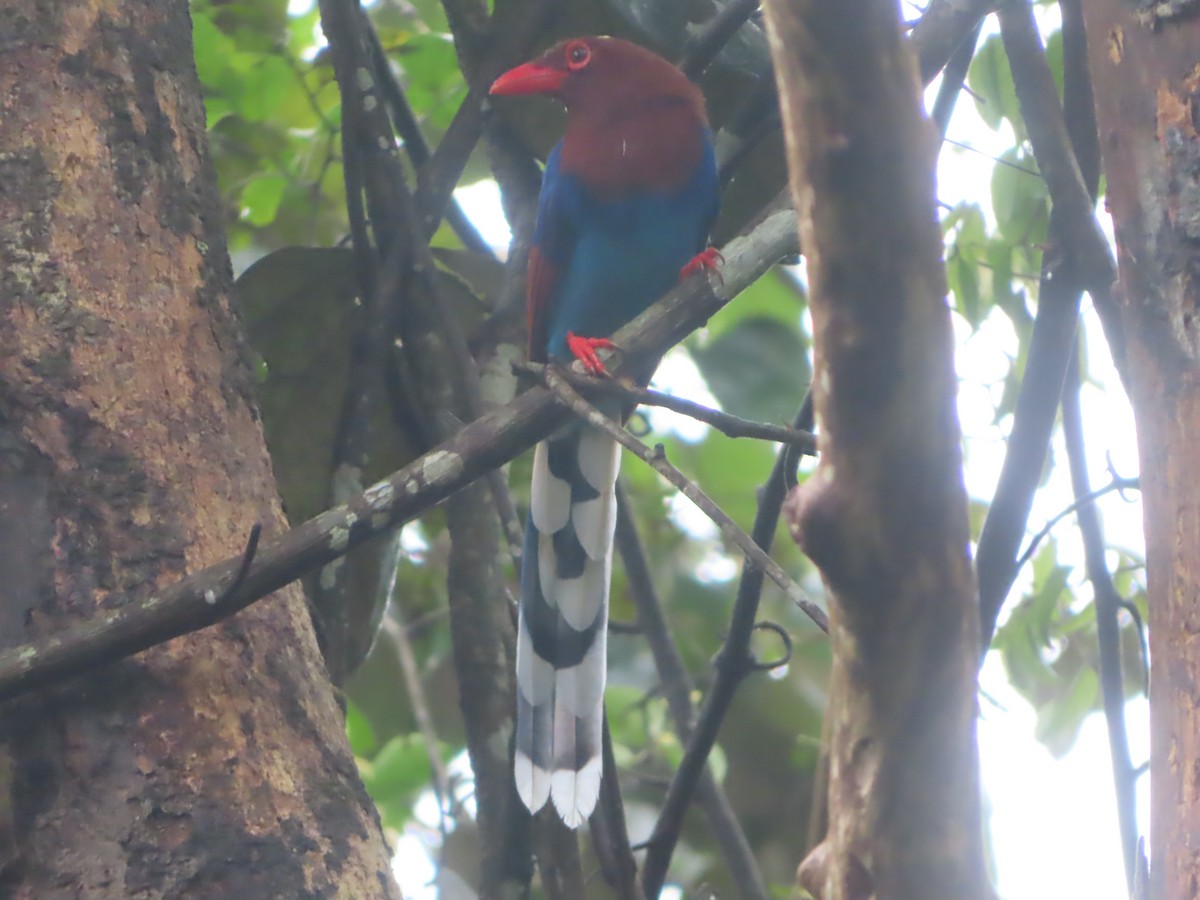 セイロンサンジャク - ML644263150