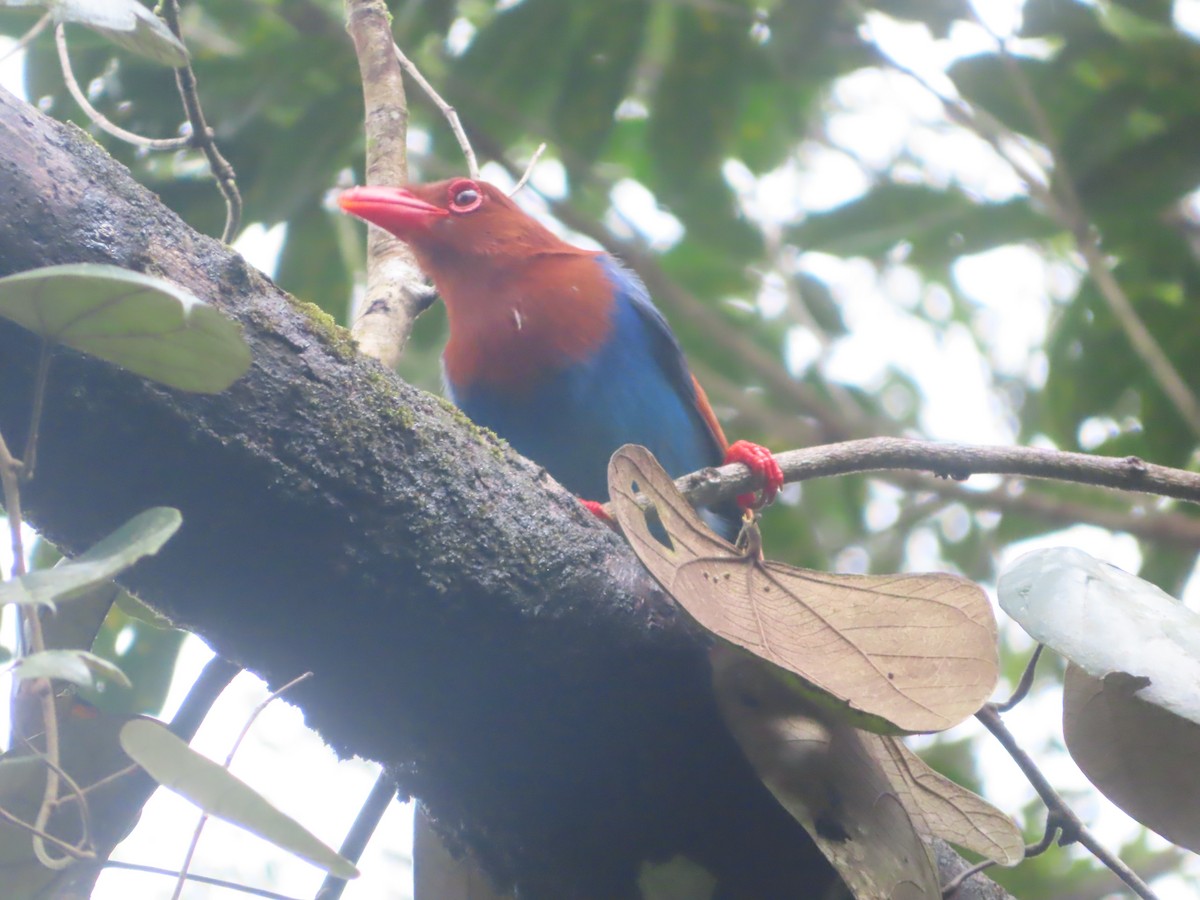 セイロンサンジャク - ML644263151