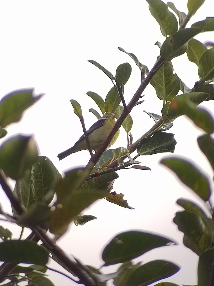 Scarlet Tanager - ML644263152