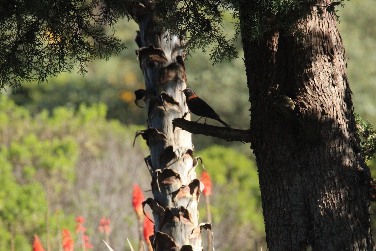 Rufous-collared Robin - ML644263159