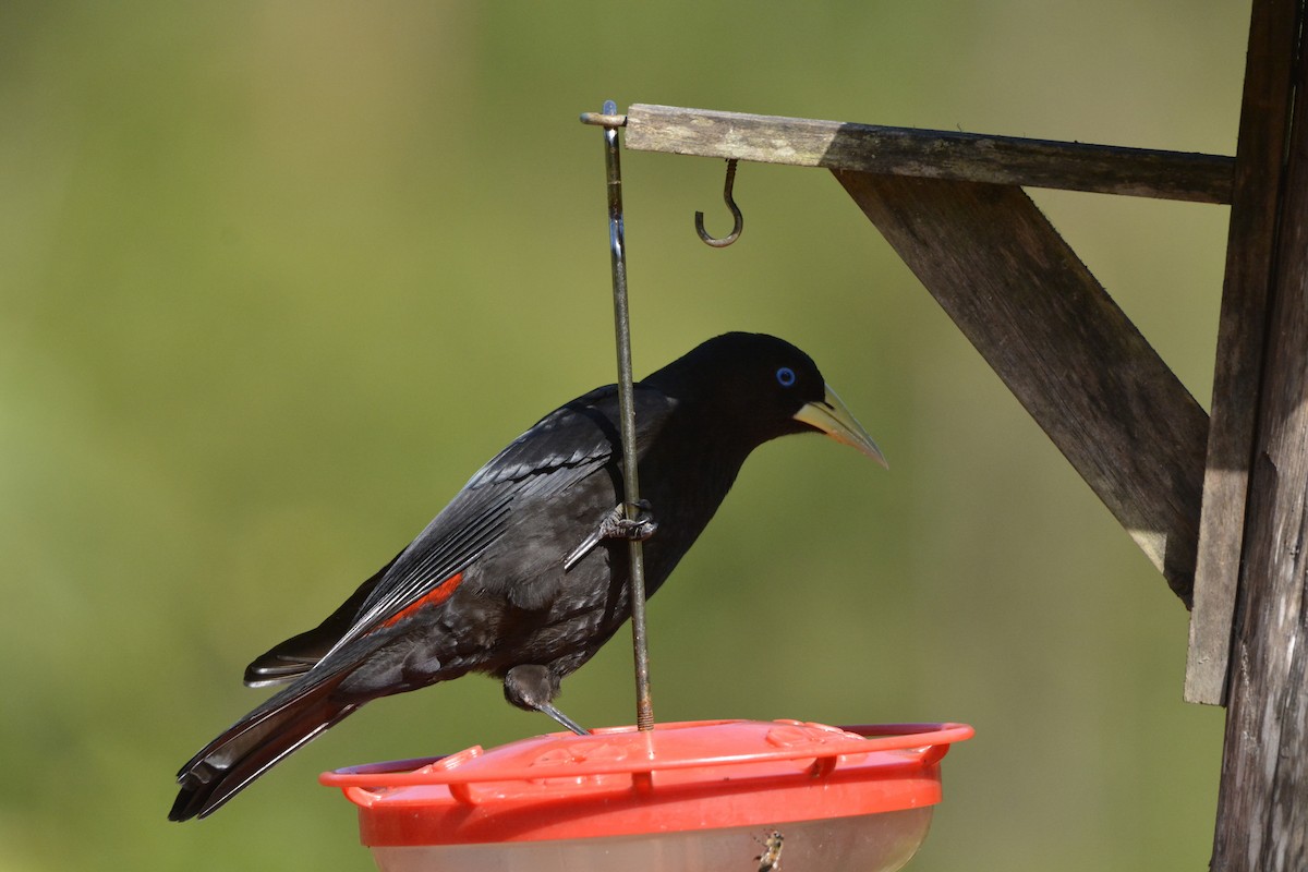 Rotbürzelkassike - ML644263162