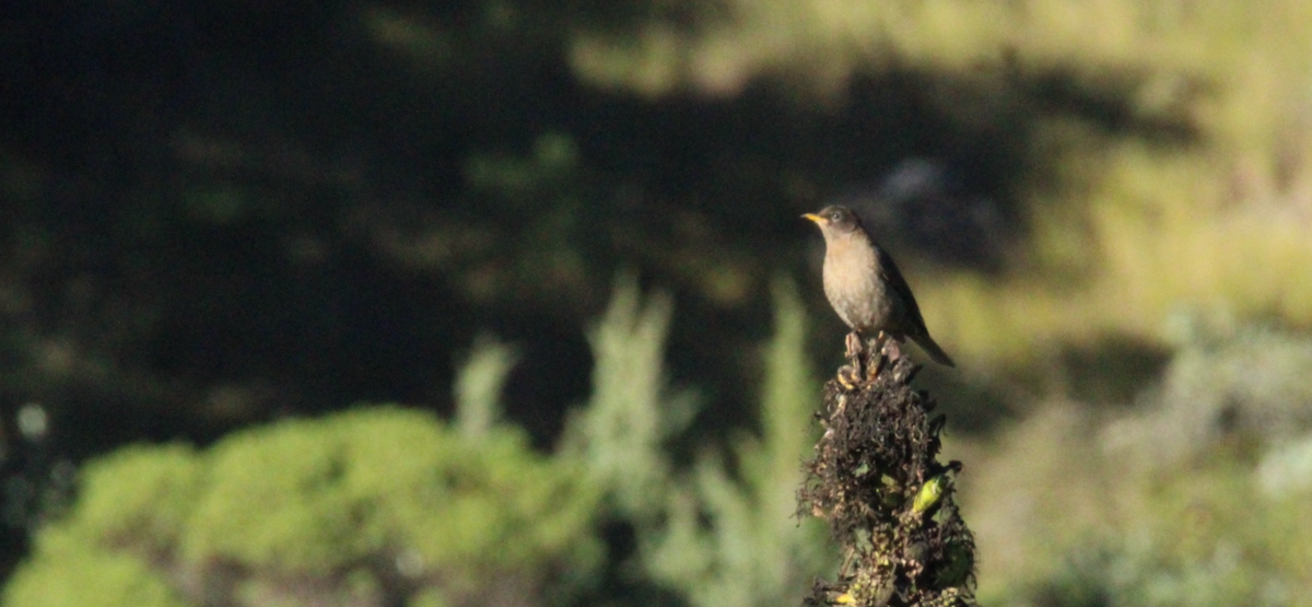 Rufous-collared Robin - ML644263164