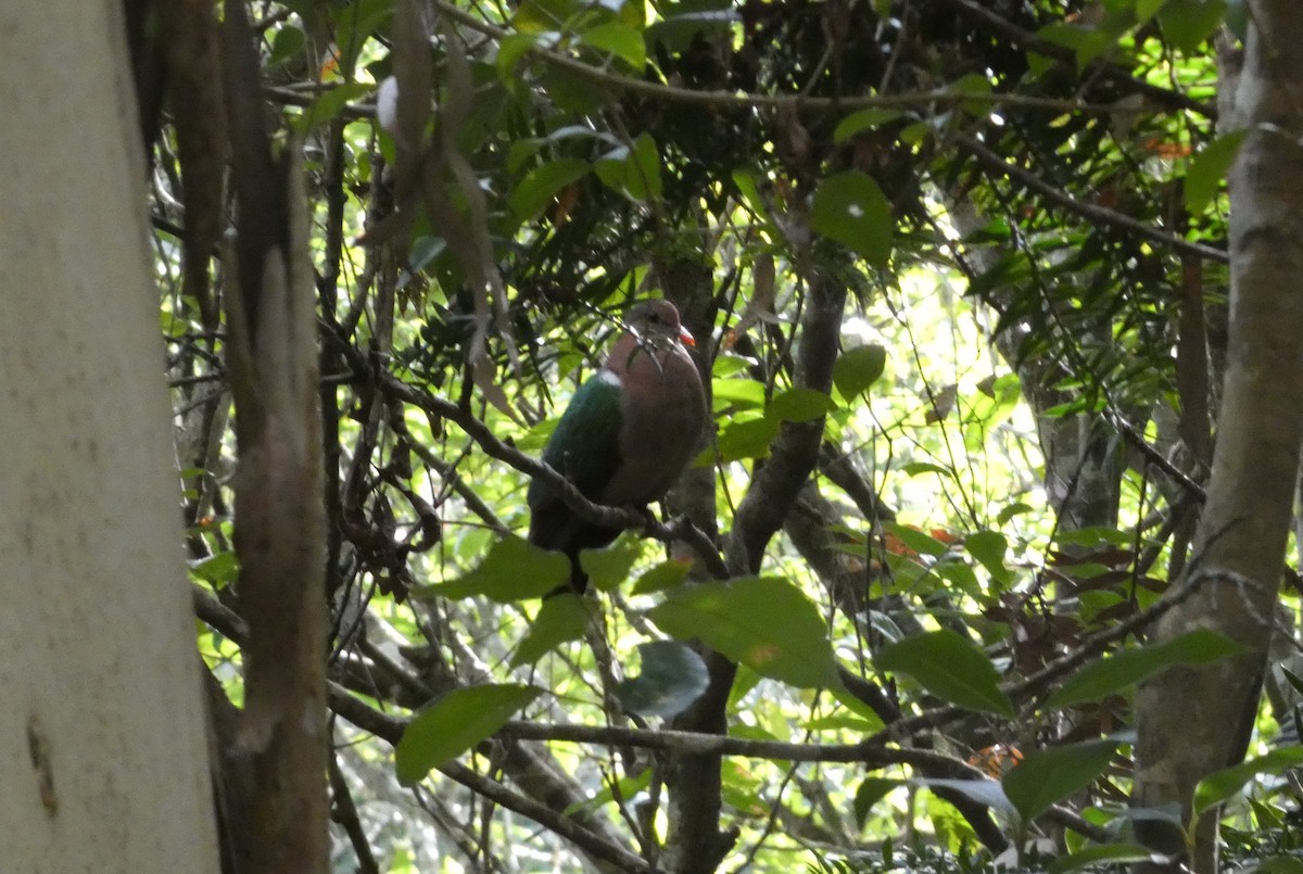 Pacific Emerald Dove - ML644263172