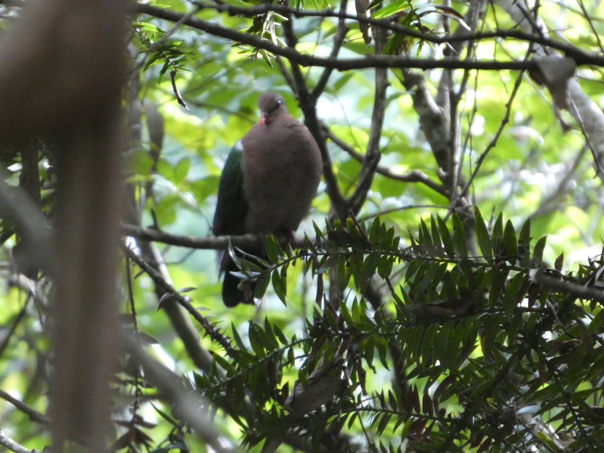 Pacific Emerald Dove - ML644263174