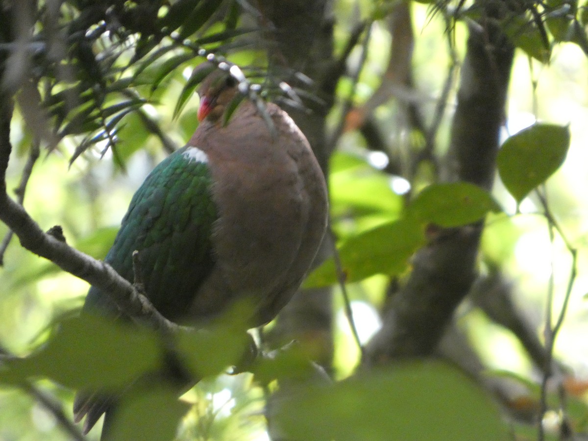 Pacific Emerald Dove - ML644263175