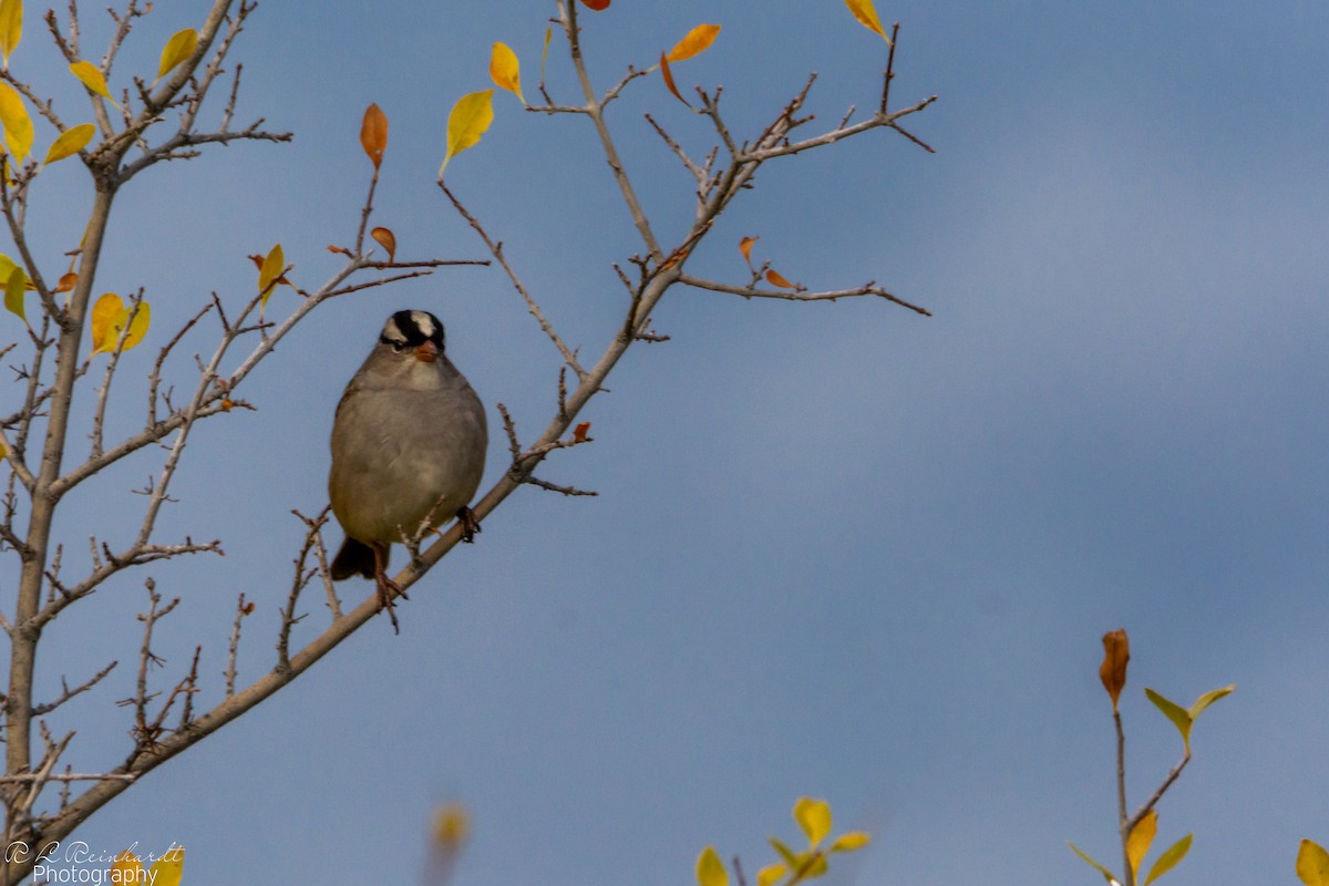 Dachsammer - ML644263183