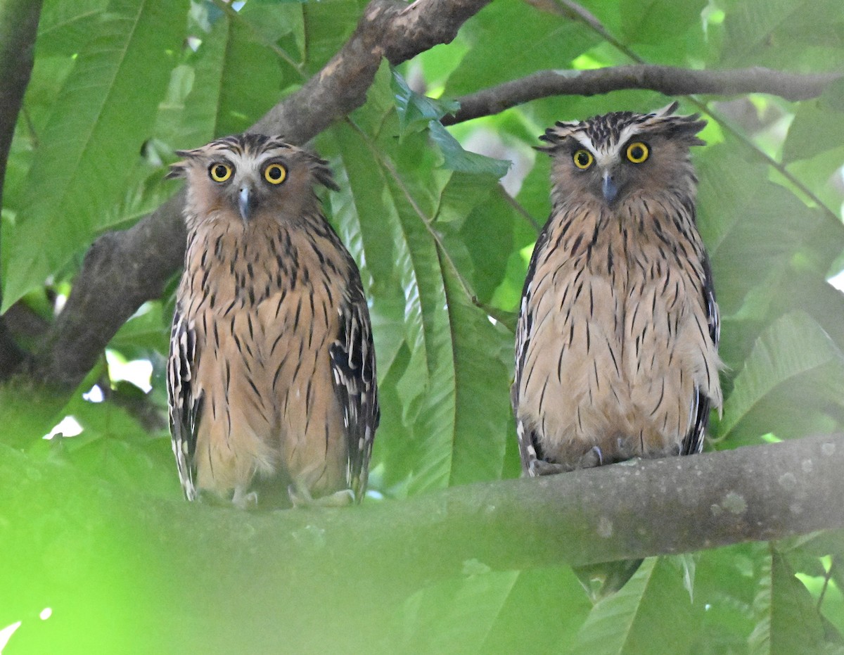 Buffy Fish-Owl - ML644263190
